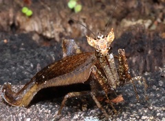 Pseudacanthops lobipes