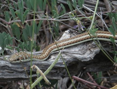 Psammophis subtaeniatus