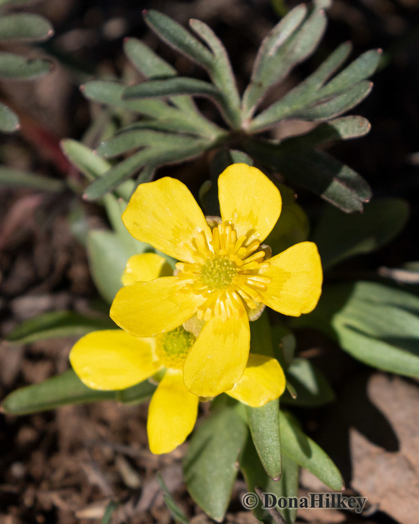 sagebrush buttercup from Rio Blanco County, CO, USA on April 29, 2020