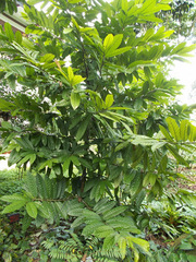 Polyalthia hookeriana