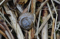 Allogona ptychophora