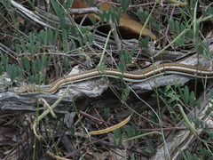 Psammophis subtaeniatus