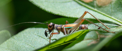 Phylloscyrtus amoenus