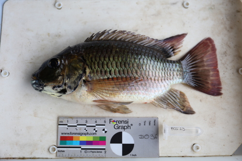 Blackfin tilapia (Sarotherodon nigripinnis) — Cichlidae — 2