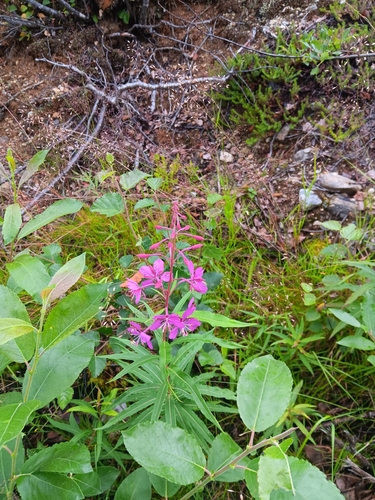 fireweed