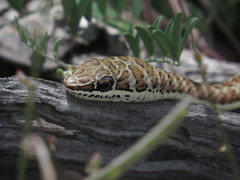 Psammophis subtaeniatus
