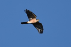 Accipiter rufiventris