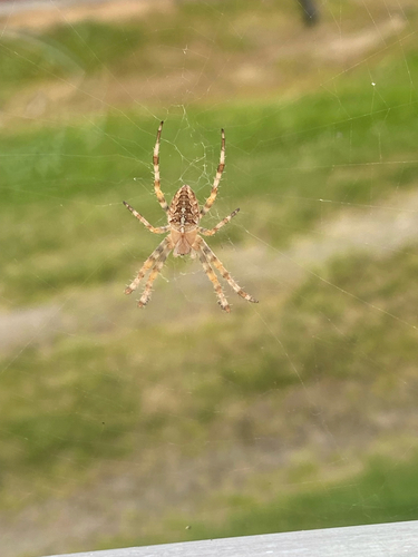 Cross Orbweaver
