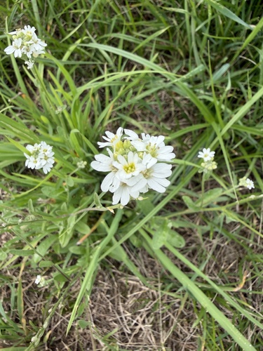 hoary alyssum