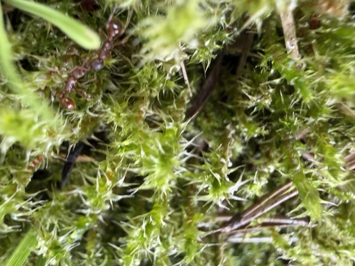 Square Gooseneck Moss
