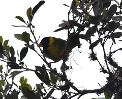 Linurgus olivaceus