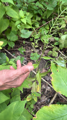 Iodanthus pinnatifidus, 2026-07-24