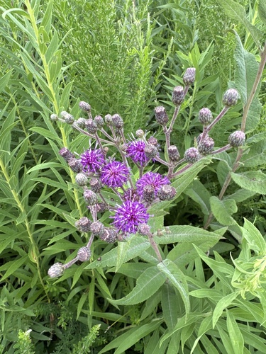 Missouri Ironweed