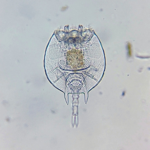 Platyias quadricornis