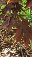 Acer palmatum
