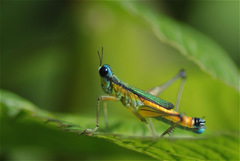Eumastax
