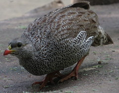 Pternistis natalensis
