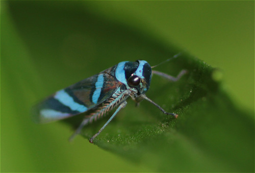 Macugonalia moesta photo 2