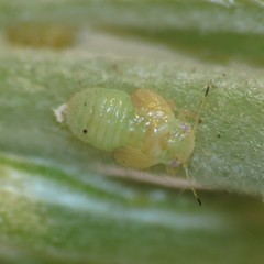 Cacopsylla alba
