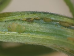 Cacopsylla alba