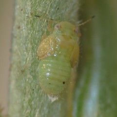 Cacopsylla alba