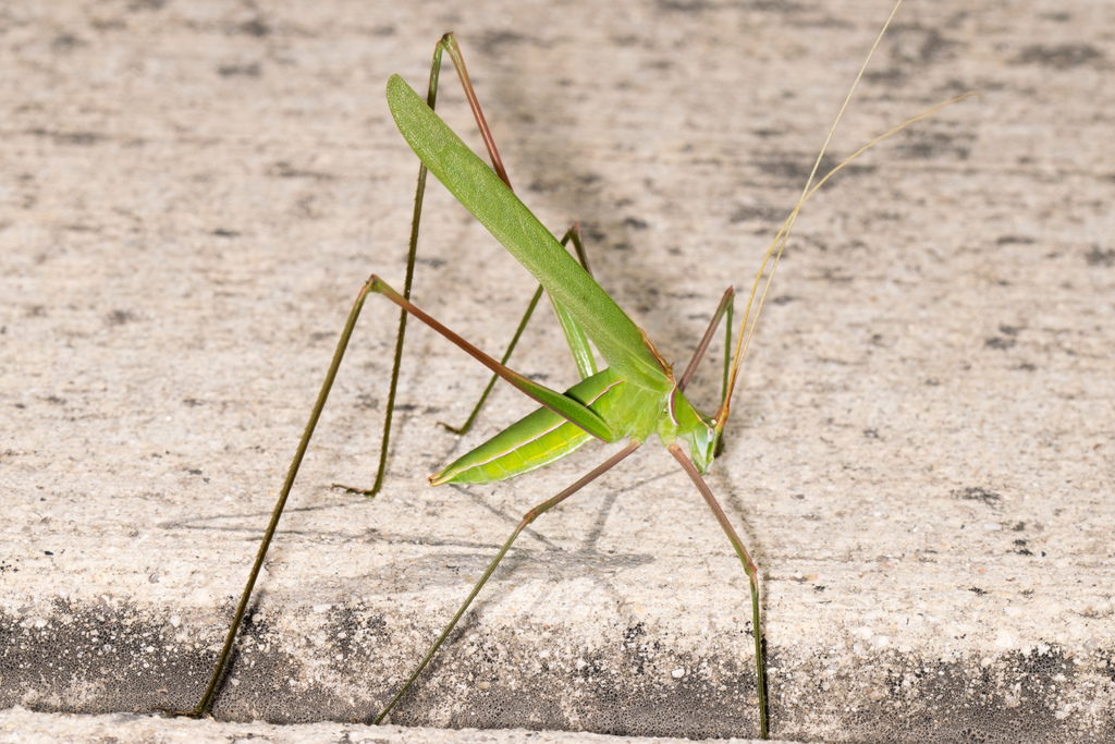 Hill Country Thread-leg Katydid