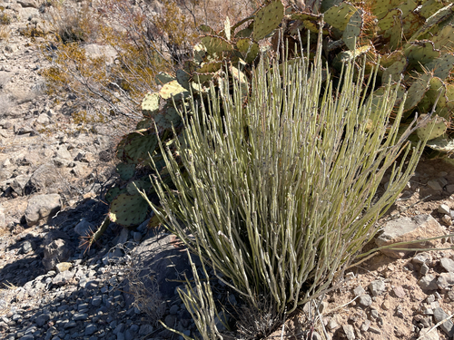 candelilla