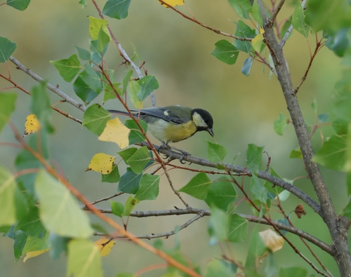 Great Tit