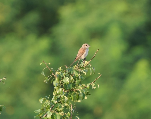 Red-backed Shrike
