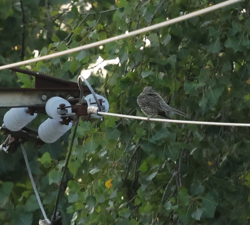 Mistle Thrush
