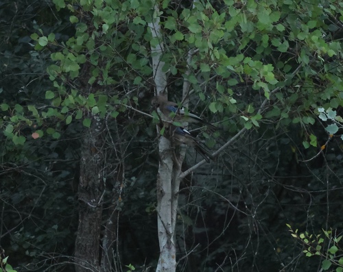 Eurasian Jay