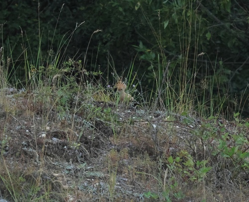 Common Hoopoe