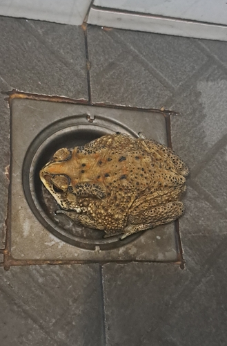 Asian Common Toad