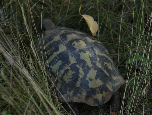 Boettger's Tortoise