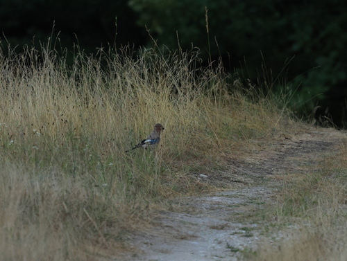 Eurasian Jay