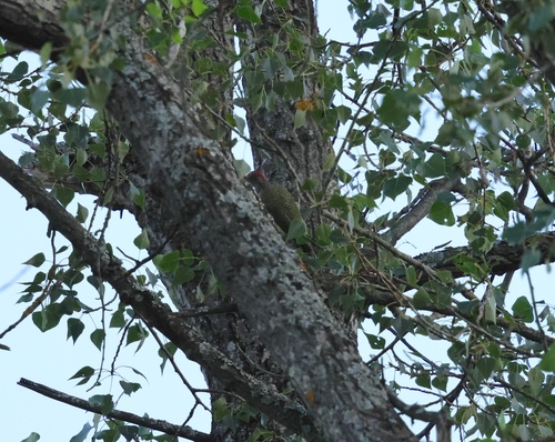 Eurasian Green Woodpecker