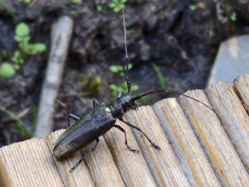 Carpenter Sawyer Beetle