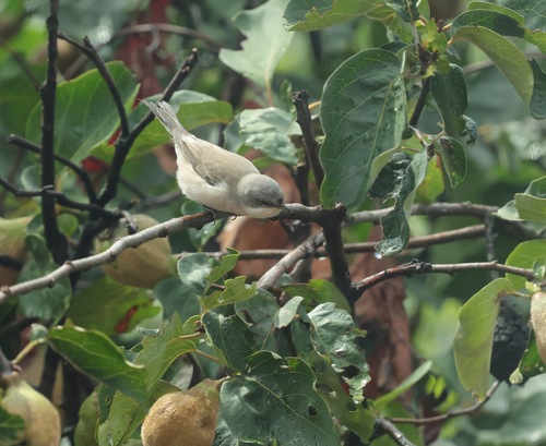 Lesser Whitethroat