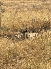 Vanellus chilensis