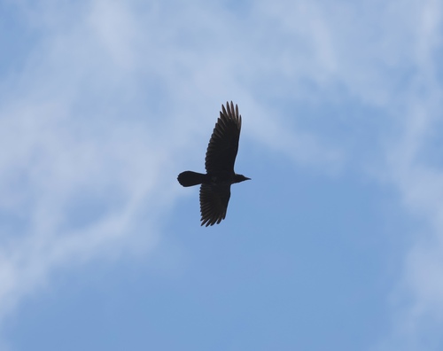 Common Raven