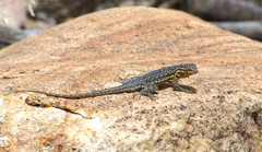 Uta stansburiana stansburiana