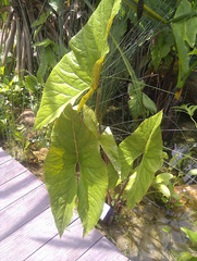 Cyrtosperma johnstonii