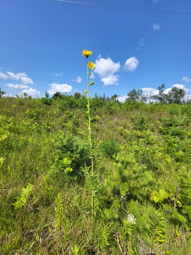 compass plant