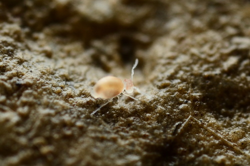 Globular springtail