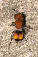 Pseudomethoca oceola