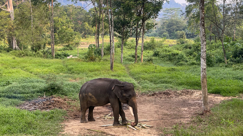 Elephas maximus