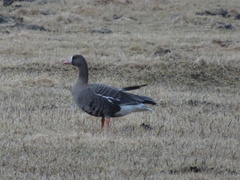 Anser albifrons albifrons