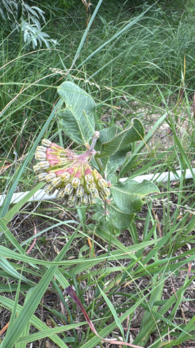 green comet milkweed