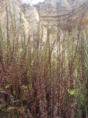 Pityrogramma trifoliata