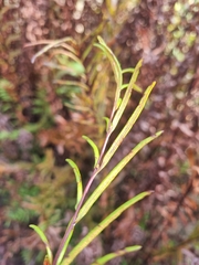 Pityrogramma trifoliata, photograph (c) Franco Richieri, some rights reserved (CC BY)